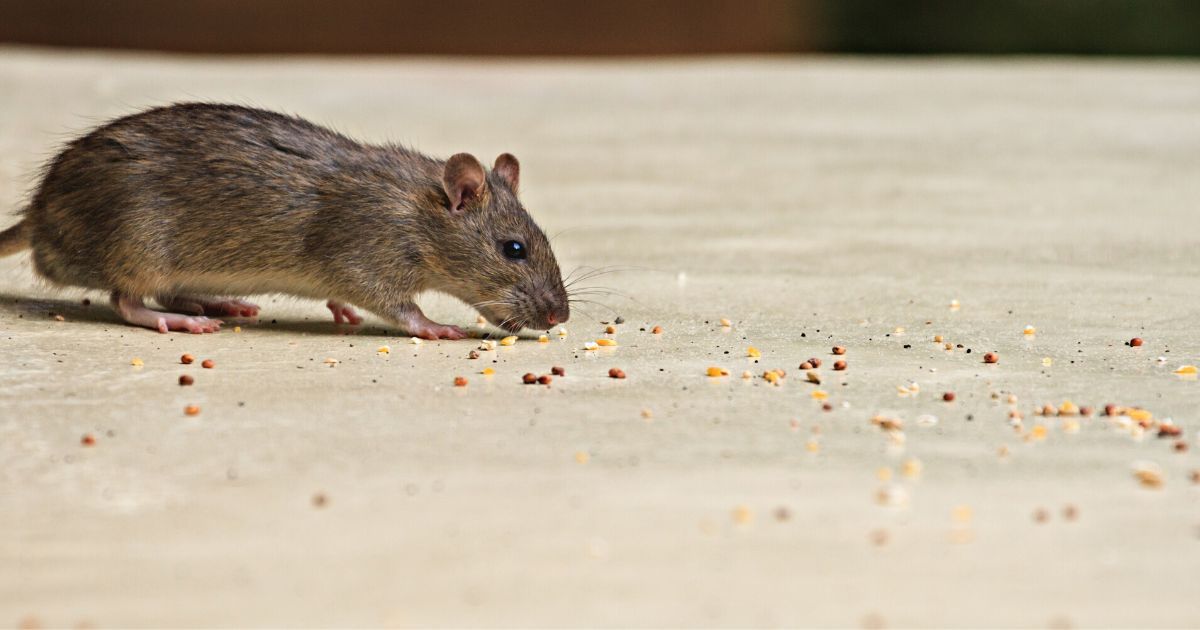 How To Keep Mice Out Of Your Home