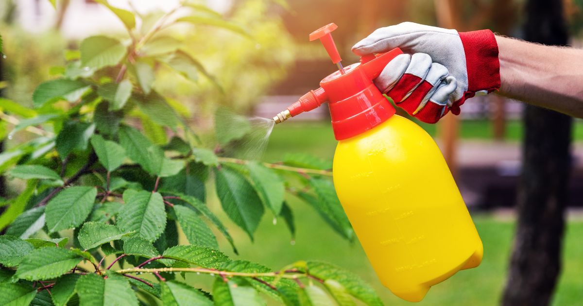 Summer Pest Control Tips